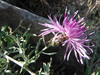 centaurea